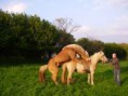 /album/photos-de-chevaux-poneys-anes-/poneys-qui-sacouple-jpg/